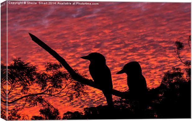  Kookaburras at sunset Canvas Print by Sheila Smart