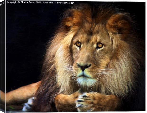 Magnificent lion Canvas Print by Sheila Smart