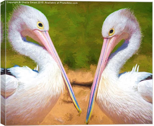 Two Australian white pelicans Canvas Print by Sheila Smart