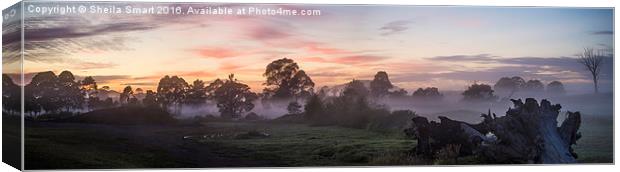  Morning mist over paddock Canvas Print by Sheila Smart