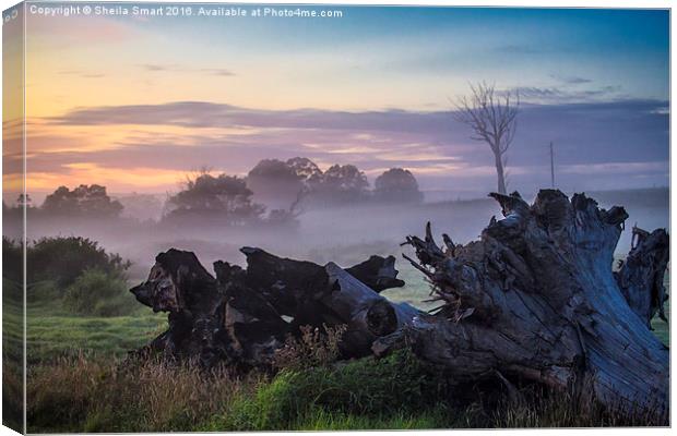  Mist over paddock Canvas Print by Sheila Smart