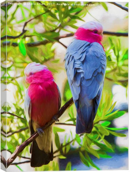 A pair of pink galahs Canvas Print by Sheila Smart