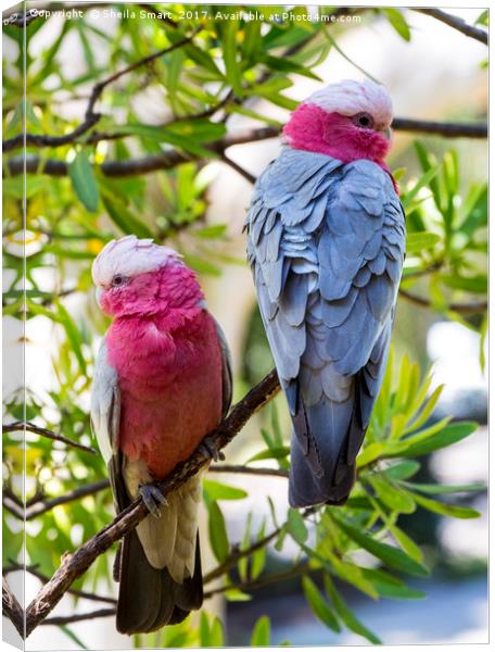 Pair of pink galahs Canvas Print by Sheila Smart