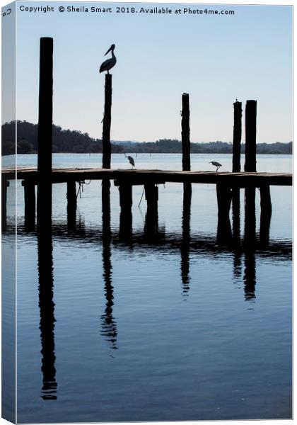 Pelican on post at Wooli Canvas Print by Sheila Smart