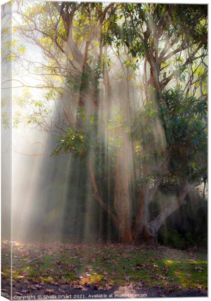 Gum tree through mist Canvas Print by Sheila Smart