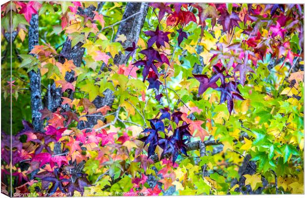 Autumnal leaves  Canvas Print by Sheila Smart