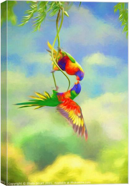 Two squabbling rainbow lorikeets in china doll tree Canvas Print by Sheila Smart