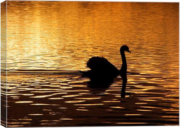 Swan Silhouette at Sunset Canvas Print by Liz Watson