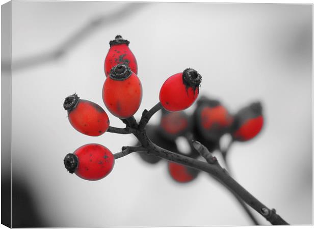 Red Winter Berries Canvas Print by Liz Watson