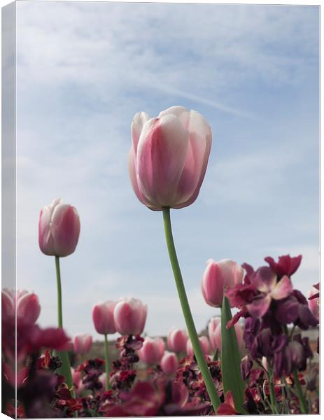 Pink Tulips Canvas Print by LensLight Traveler
