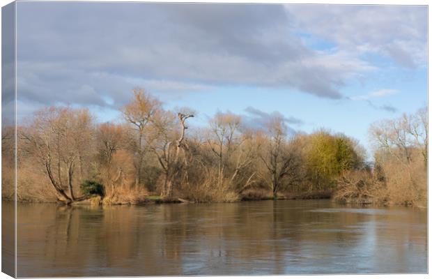 The Watery Woods Canvas Print by LensLight Traveler