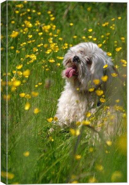 Charlie Canvas Print by LensLight Traveler