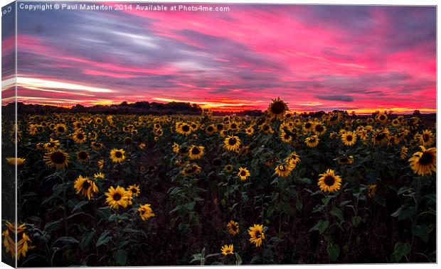  Sunflowers hiding from a firey sky Canvas Print by Paul Masterton