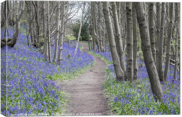 Bluebell Walk, Riverhill Himalayan Gardens Canvas Print by Diane Griffiths