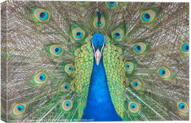 Peacock Canvas Print by Diane Griffiths