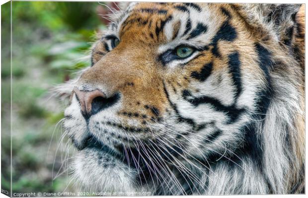 Tiger Portrait Canvas Print by Diane Griffiths