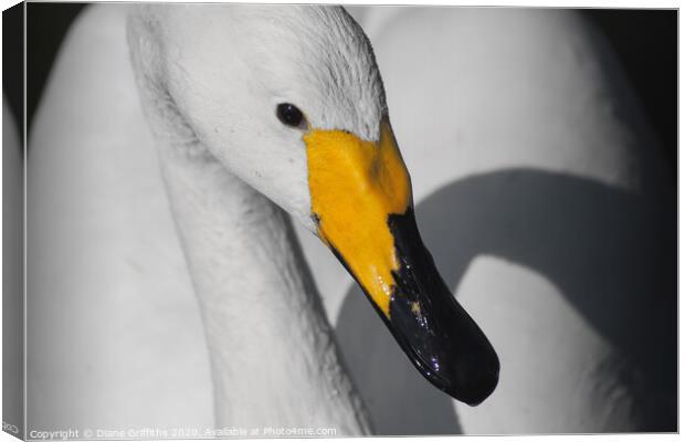 Whooper Swan close up Canvas Print by Diane Griffiths