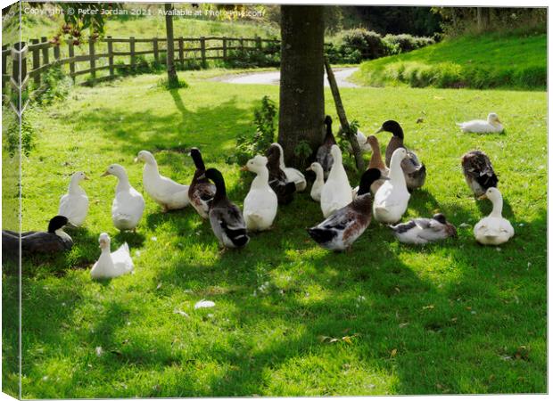 A flock of domestic farmyard ducks resting on grass under a tree  Canvas Print by Peter Jordan