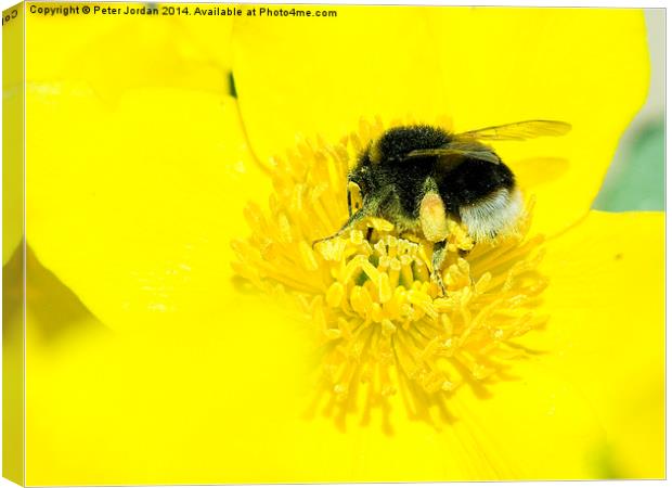 Bumble Bee Collecting Nectar Canvas Print by Peter Jordan