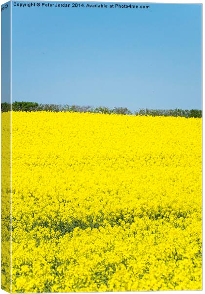 Yellow and Blue Spring Canvas Print by Peter Jordan