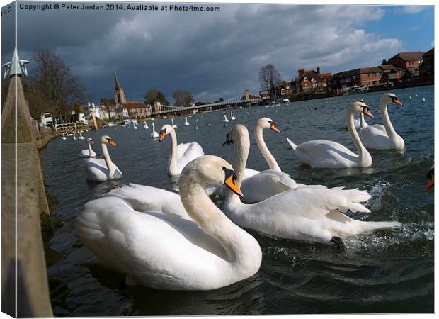 Swans on the Thames Canvas Print by Peter Jordan