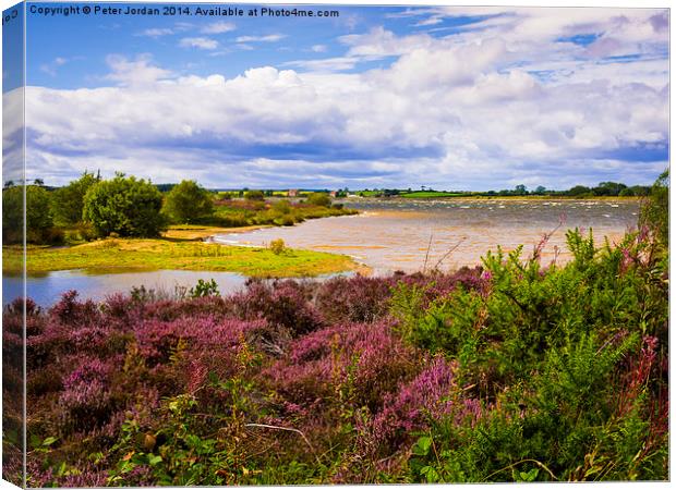  Yorkshire moors heather  Canvas Print by Peter Jordan