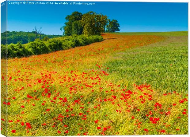  Red Poppies in a corn field Canvas Print by Peter Jordan
