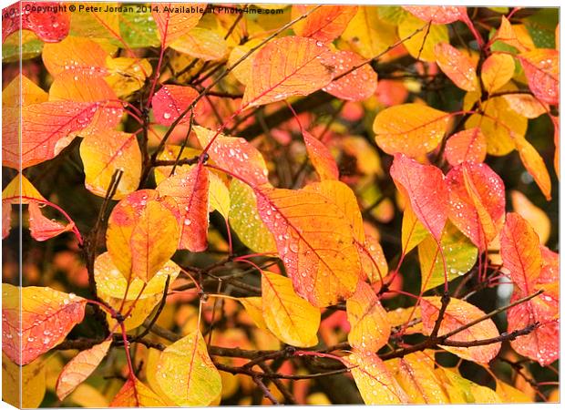  Autumn Leaves Canvas Print by Peter Jordan