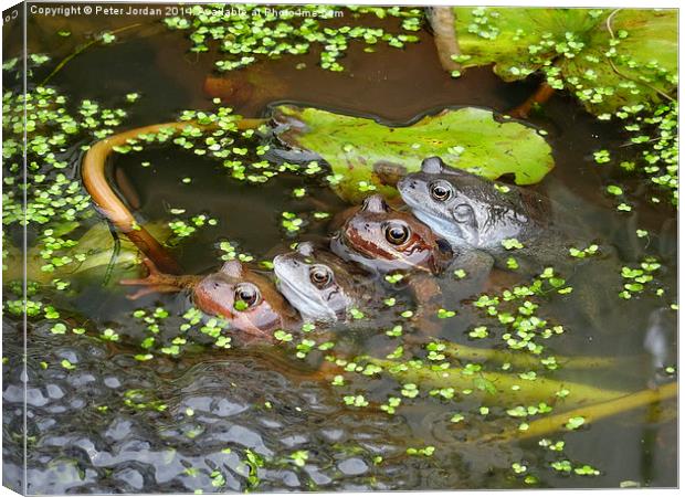  Two Frog Couples Springtime Canvas Print by Peter Jordan