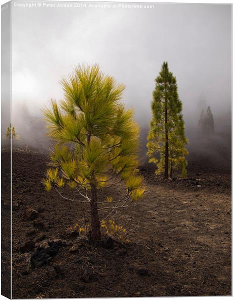  Canary Island Pine in the mist Canvas Print by Peter Jordan