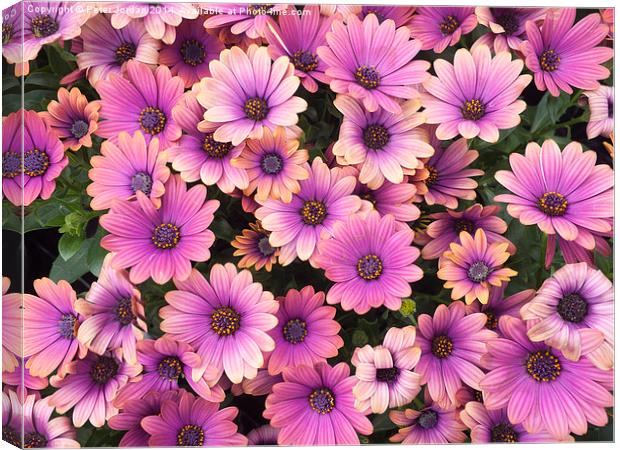  South African Daisies Canvas Print by Peter Jordan