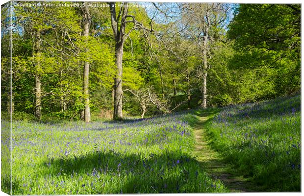  Bluebell Woods Spring Canvas Print by Peter Jordan