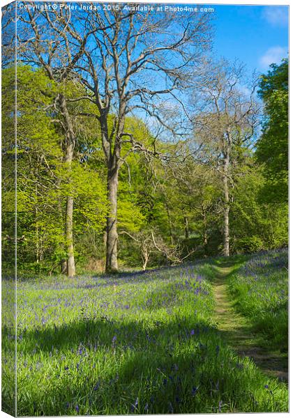  Bluebell Woods Spring 2 Canvas Print by Peter Jordan