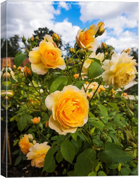  Shrub Rose GRACE fragrant garden flower Canvas Print by Peter Jordan