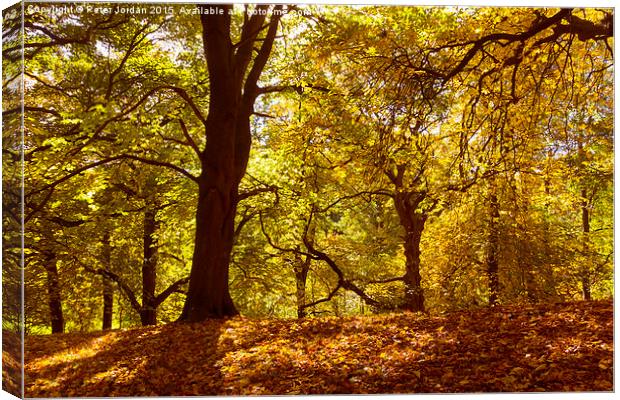  Horse Chestnut Trees Autumn Canvas Print by Peter Jordan