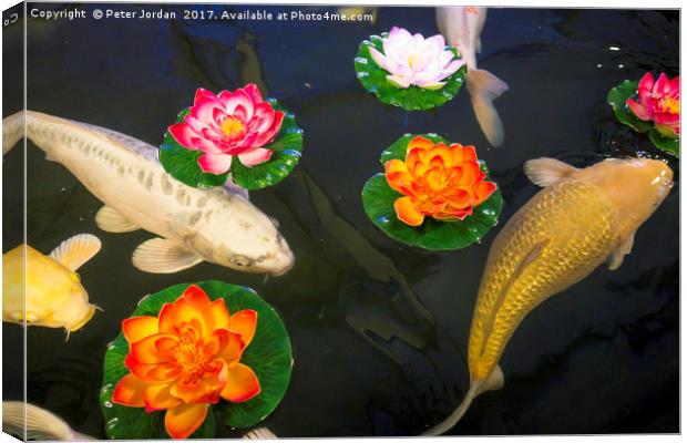 Koi Carp with floating Artificial Water Lillies Canvas Print by Peter Jordan