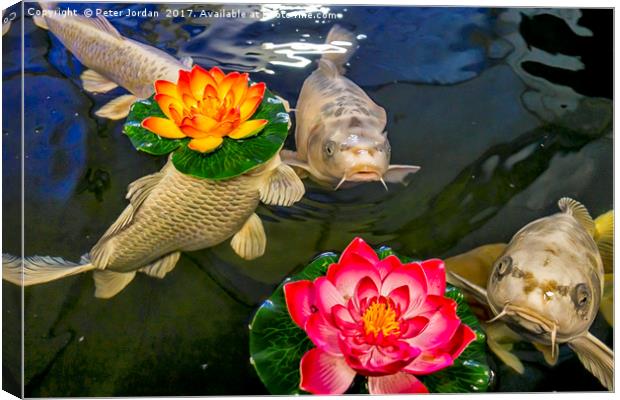 Koi Carp with floating Artificial Water Lillies Canvas Print by Peter Jordan