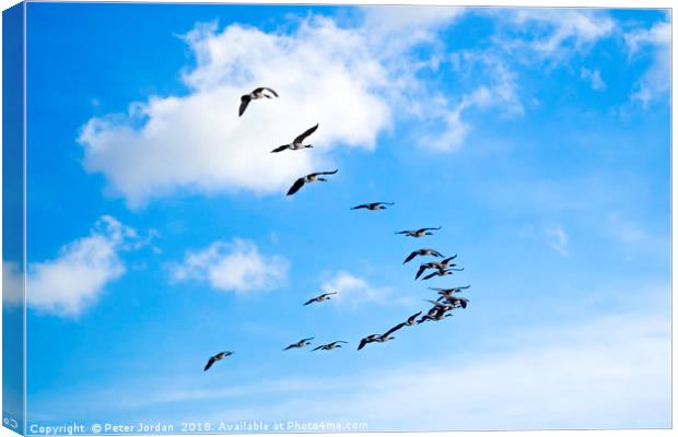 A skein of Canada Geese  flying over the RSPB  Sal Canvas Print by Peter Jordan