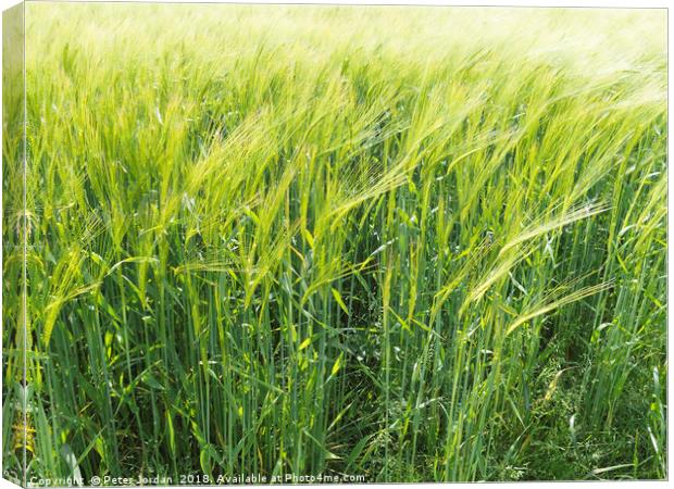  Wheat ripening in a field in early summer in Engl Canvas Print by Peter Jordan