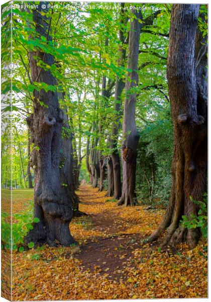 The Monk's Walk in the gardens of Guisborough Prio Canvas Print by Peter Jordan