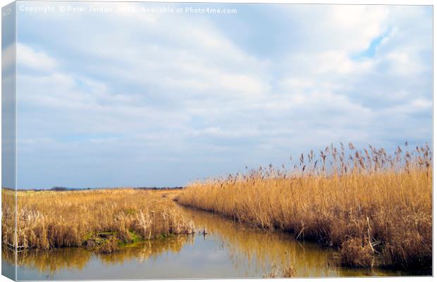 A cleared area of reeds in a wetland Nature Reserv Canvas Print by Peter Jordan