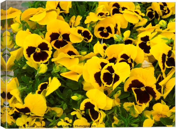 Yellow Pansy plants with a blotch in a garden cent Canvas Print by Peter Jordan