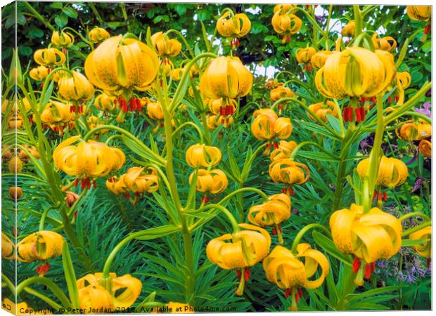 Newly flowering Tiger Lily Flowers in a North York Canvas Print by Peter Jordan
