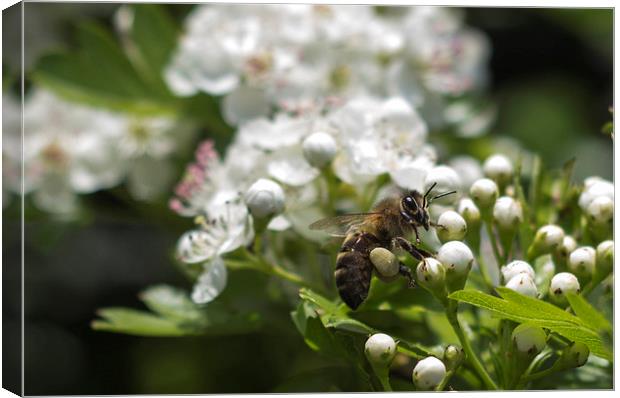 Bee landing on Thorn Blossom Canvas Print by Daniel Garner