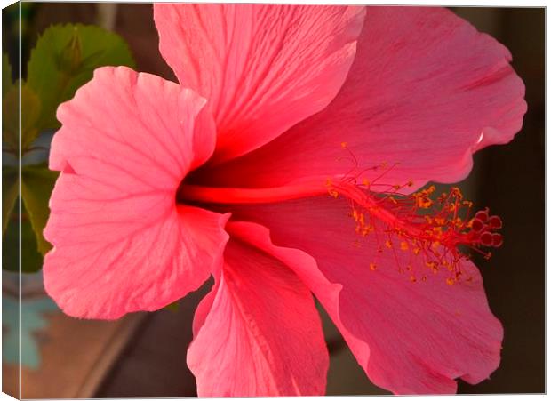 a pink hibiscus in bloom Canvas Print by Pete Schulte