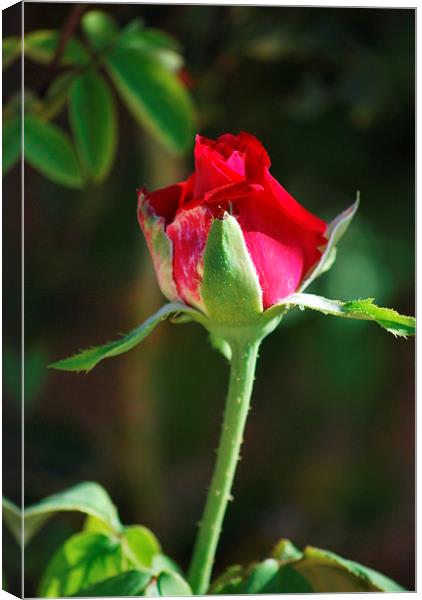 the red rose Canvas Print by Pete Schulte