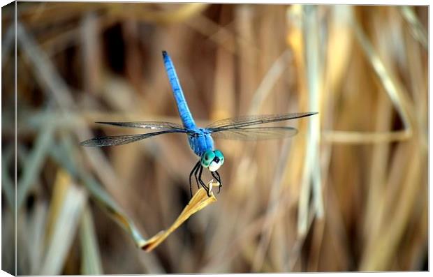 dragonfly hanging out Canvas Print by Pete Schulte