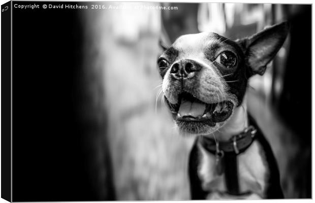 Black And White dog Canvas Print by David Hitchens