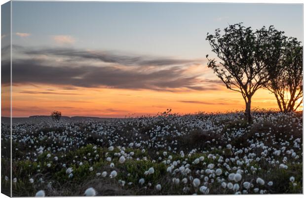 Cotton grass at Windyheads Canvas Print by Fiona McRae