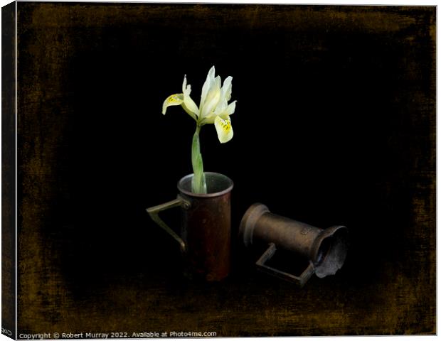 Iris reticulata "Katherine's Gold". Canvas Print by Robert Murray
